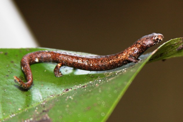 Salamandra Bolitoglossa tapajonica. Um anfíbio com jeito de lagarto. Foto: Selvino Neckel.