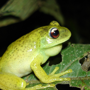 Foto da Perereca-verde