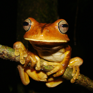 Foto do Sapo-Martelo