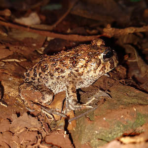 Foto do Sapo-da-enchente