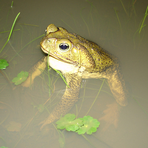 Foto do Sapo-cururu