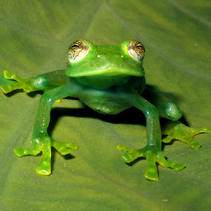 Foto da Perereca-de-vidro