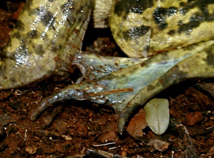 Detalhe das membranas interdigitais de Lithobates catesbeianus, que auxiliam na natação. Foto: Felipe Toledo.