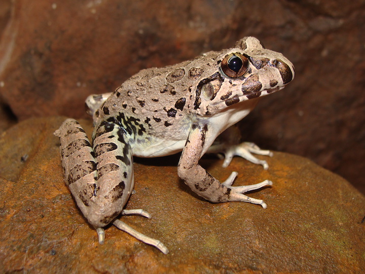 Limnomedusa macroglossa, uma rã de corredeiras. Foto: Rodrigo Lingnau.