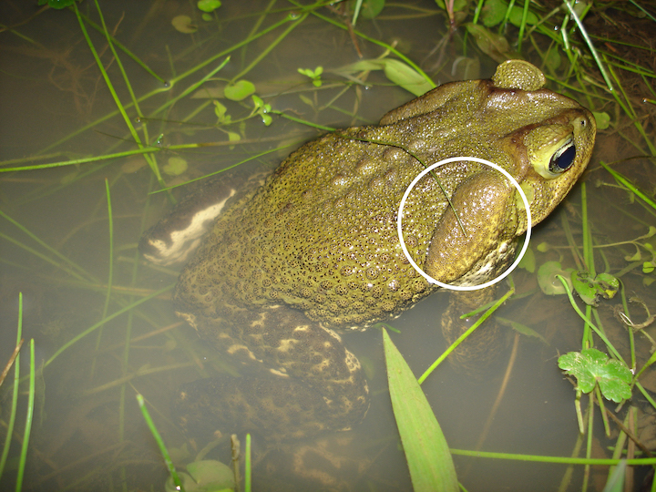 Rhinella icterica, também conhecida como sapo-cururu. DEntro do círculo branco, detalhe da glândula parotoide de Rhinella icterica, produtora de veneno. Foto: Rodrigo Lingnau.