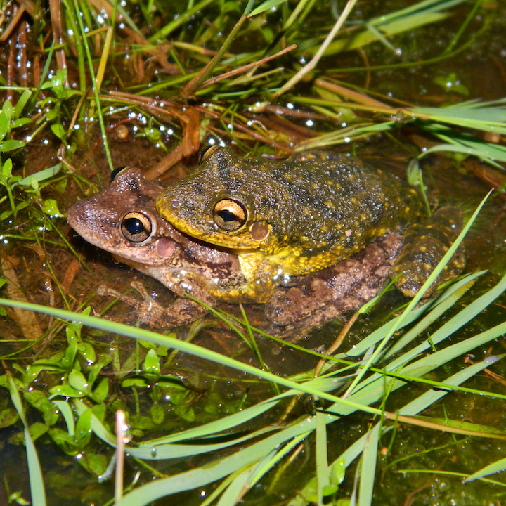 Casal de Scinax fuscovarius em amplexo. Foto: Caio Marinho.